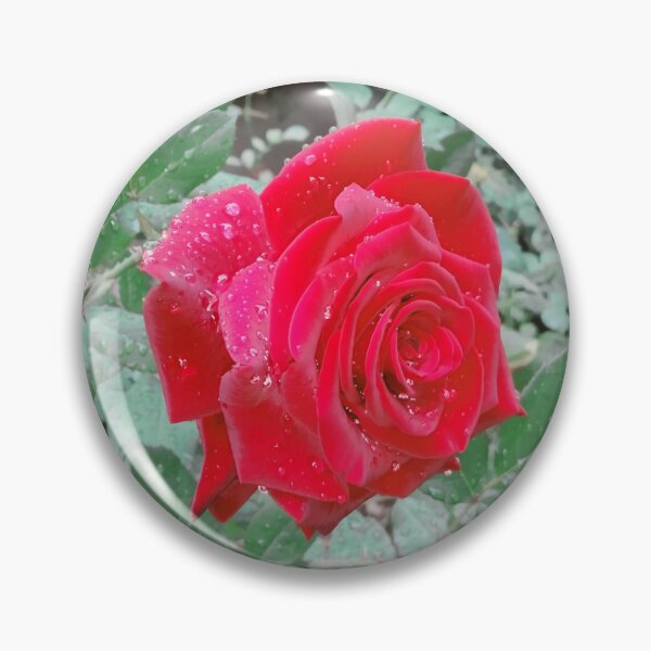 Item preview, Beautiful red rose after the rain  designed and sold by helenkaiy.