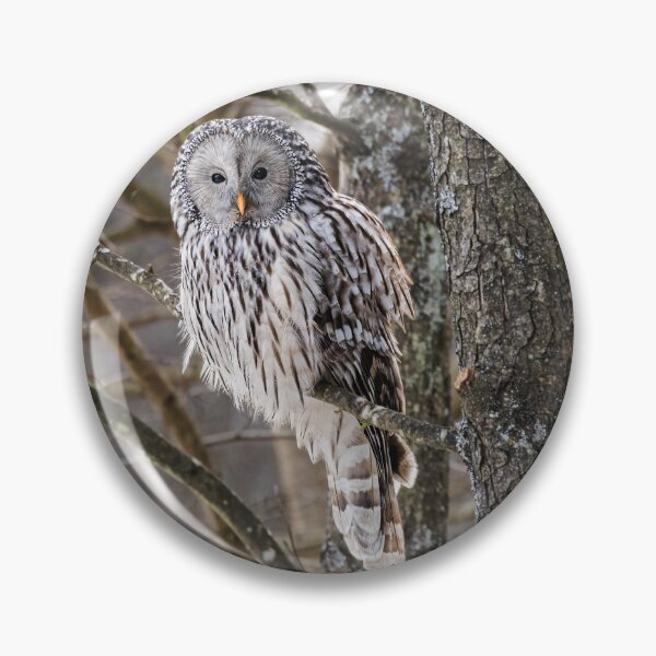 Artikelvorschau, Habichtskauz (Strix uralensis) entworfen und verkauft von Piotr Front.