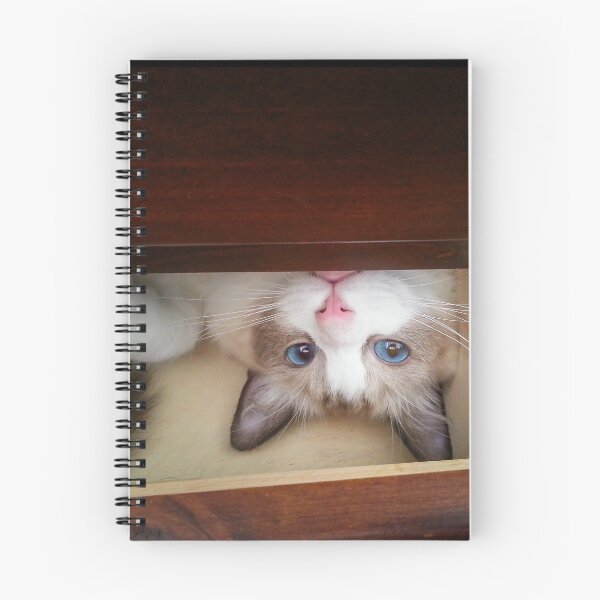 Item preview, Kitten in a Drawer designed and sold by Silken Photography.