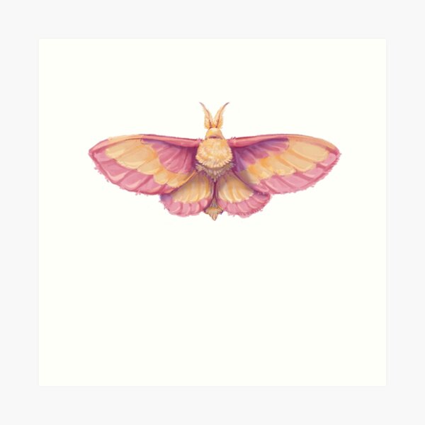 Rosy Maple Moth (large), an art print by Lo Rae Creates - INPRNT