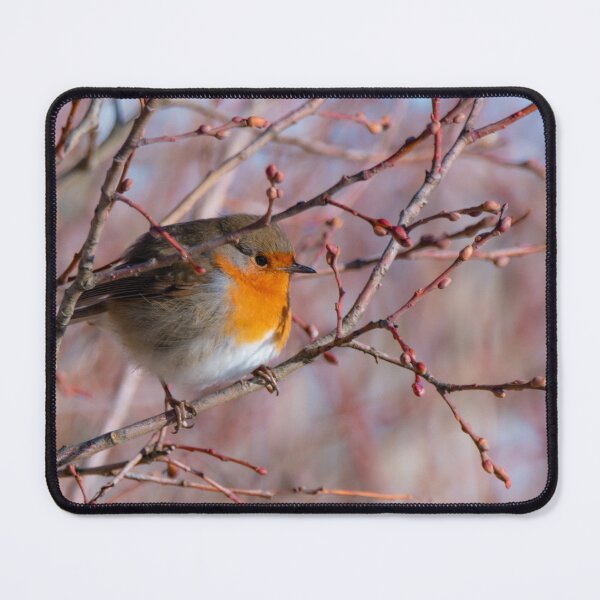 Artikelvorschau, Frühling Robin entworfen und verkauft von N-JPhotography.
