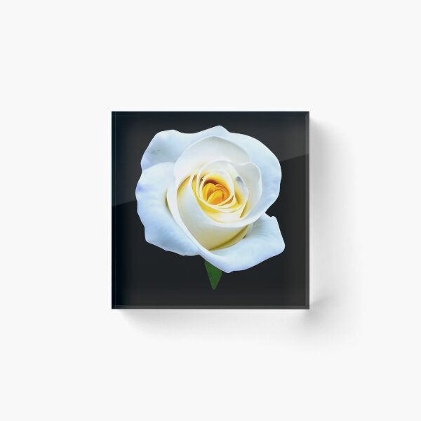 Item preview, Beautiful white rose flower artwork designed and sold by gramizzia.