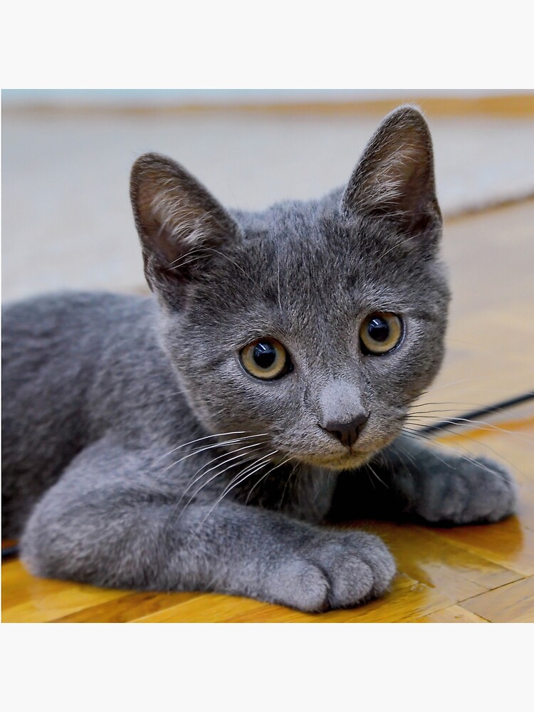 Russian Blue Cat Cute Kitten Photo