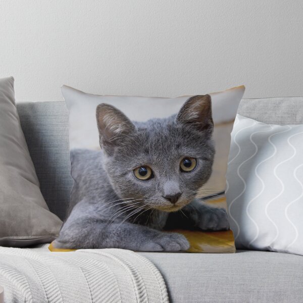 Item preview, Russian Blue Cat - Cute Kitten Photo  designed and sold by DavorNS.
