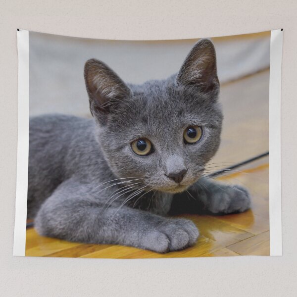 Item preview, Russian Blue Cat - Cute Kitten Photo  designed and sold by DavorNS.