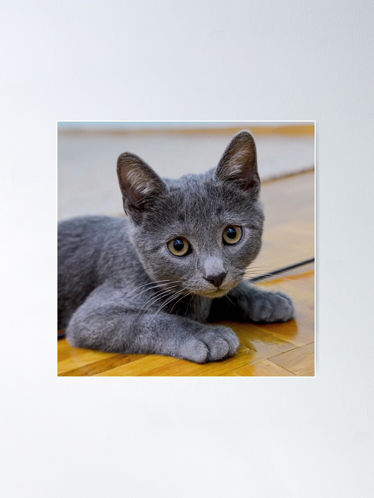 Young Playful Russian Blue Kitten Playing Weight Scale Gorgeous Blue Stock  Photo by ©MNStudio 661048912