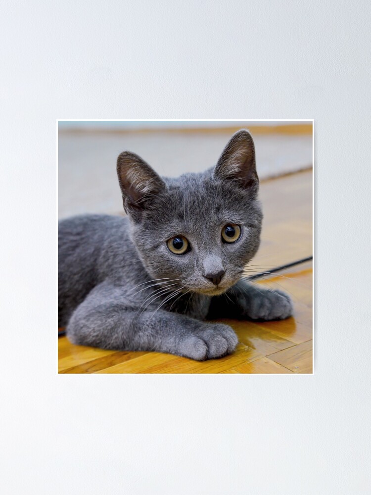  Russian Blue Cat Wear Christmas hat Glittering