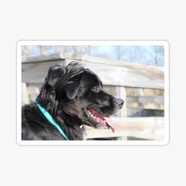 black lab profile windy Sticker
