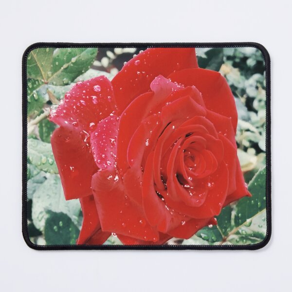 Item preview, Beautiful red rose after the rain  designed and sold by helenkaiy.