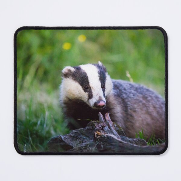 Item preview, Badger in the English countryside designed and sold by AnitaNicholson.
