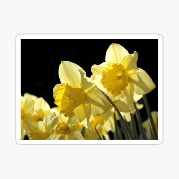 "Bright Yellow King Alfred Daffodils in Spring" Sticker for Sale by