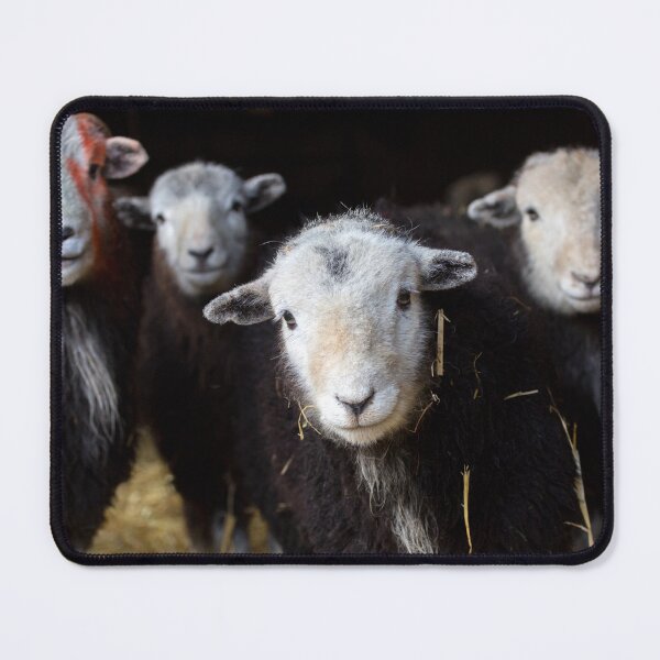 Item preview, Herdwick sheep in a barn in Cumbria designed and sold by AnitaNicholson.