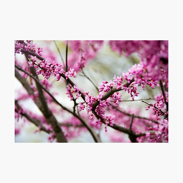 Item preview, Cherry Blossom 2 designed and sold by amyericephoto.