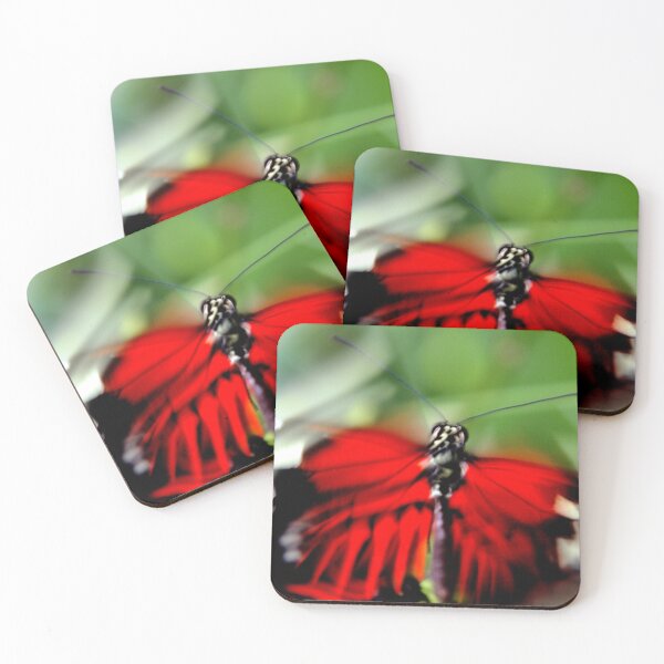 Item preview, Flamenco designed and sold by amyericephoto.