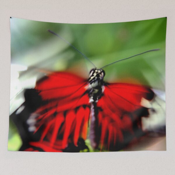 Item preview, Flamenco designed and sold by amyericephoto.