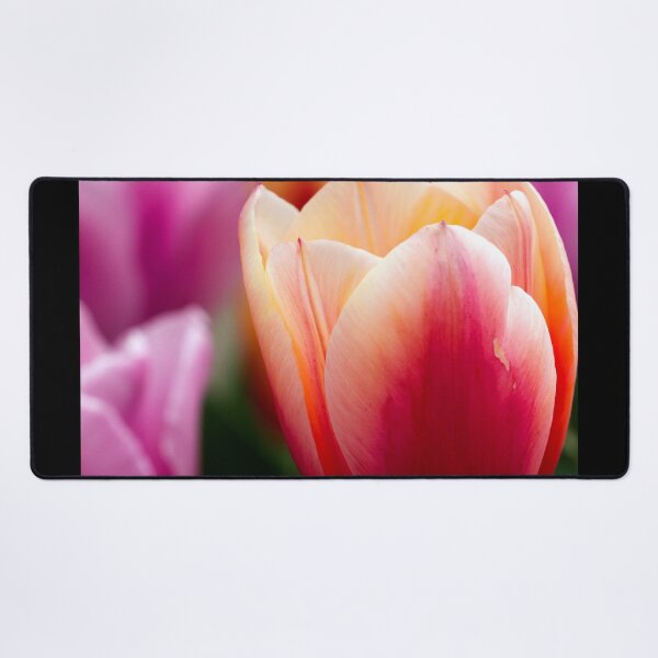Item preview, Tulips designed and sold by amyericephoto.