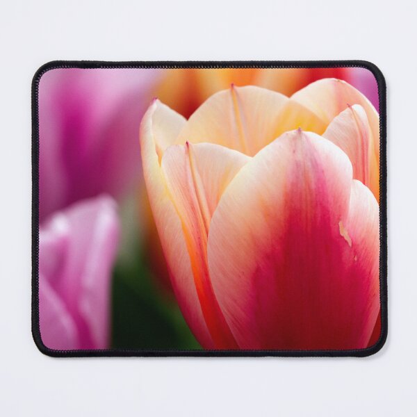 Item preview, Tulips designed and sold by amyericephoto.