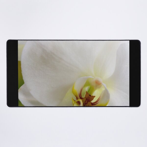 Item preview, Big White Orchid designed and sold by amyericephoto.