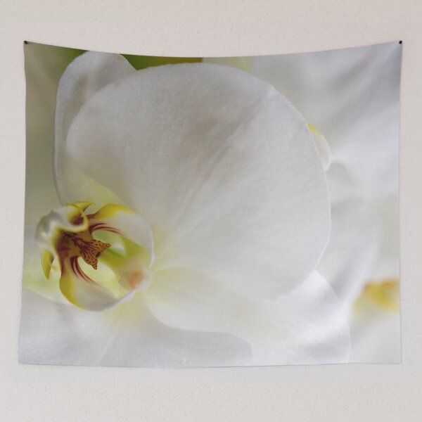 Item preview, Big White Orchid designed and sold by amyericephoto.
