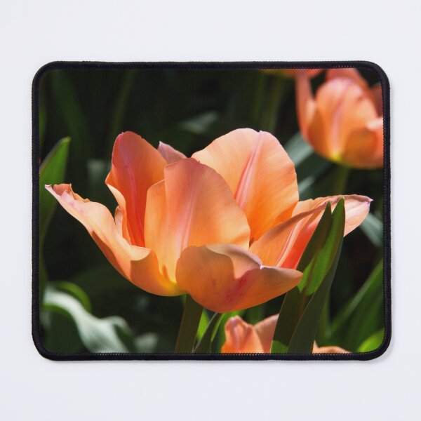 Item preview, Sunlight Tulip designed and sold by amyericephoto.