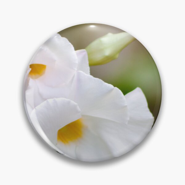 Item preview, White Flowers designed and sold by amyericephoto.