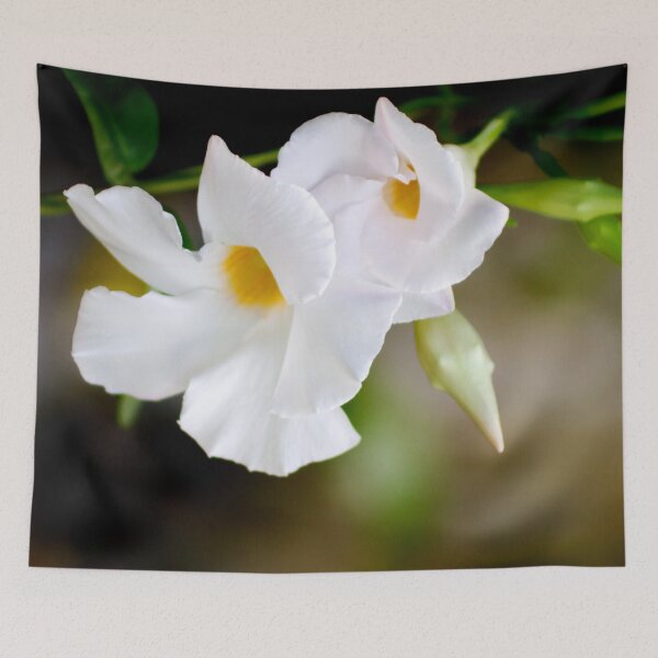 Item preview, White Flowers designed and sold by amyericephoto.
