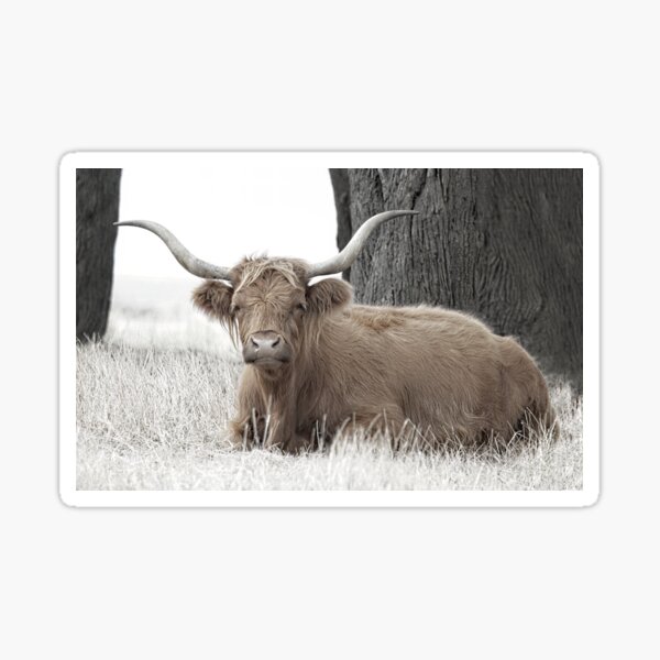 Item preview, Highland Cow No1 designed and sold by GaryParnell.