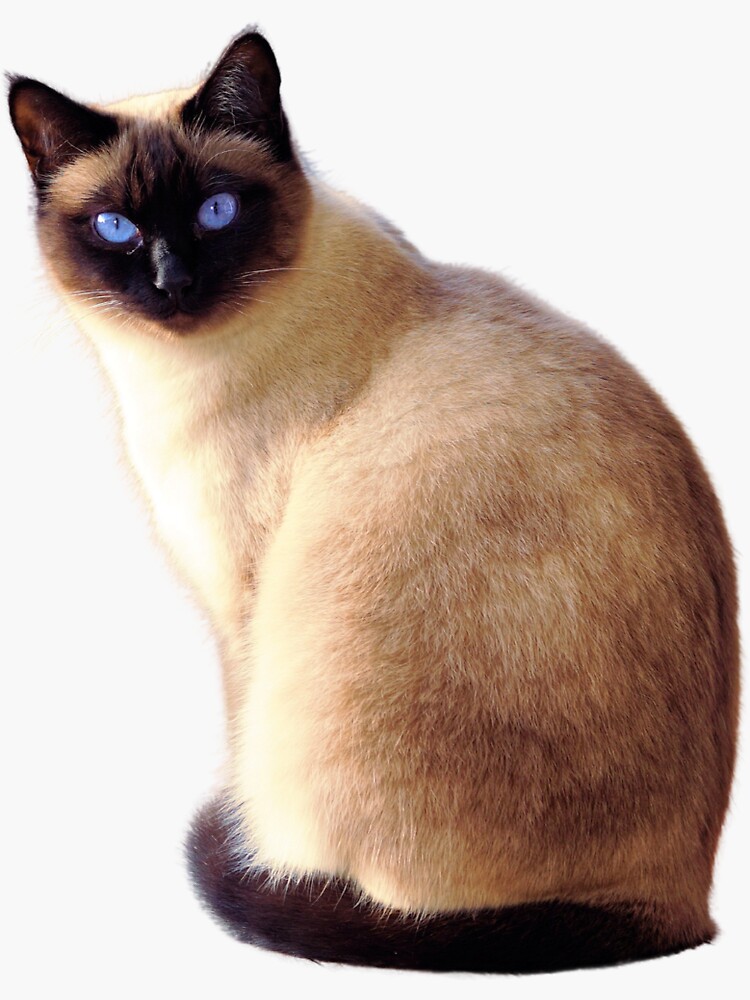 "Siamese Cat" Sticker for Sale by RainbowSpinkle Redbubble
