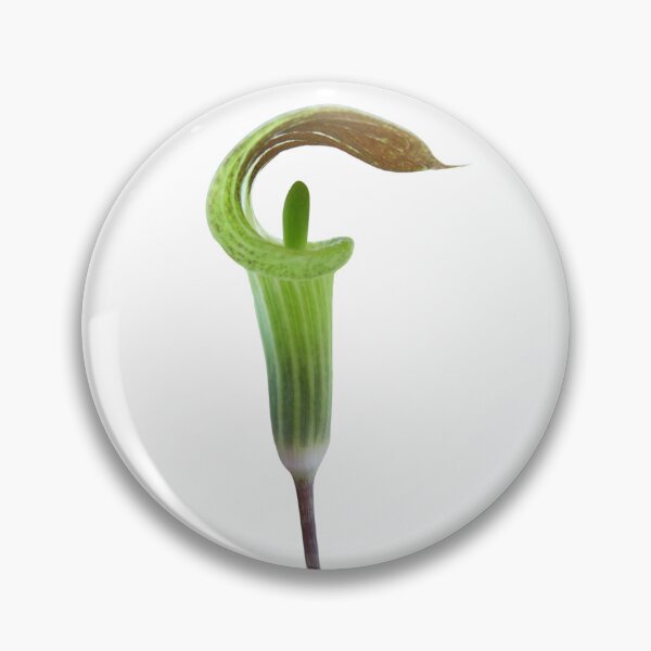 Item preview, Jack-in-the-Pulpit emerging - Botanical  designed and sold by EveryDayDabble.
