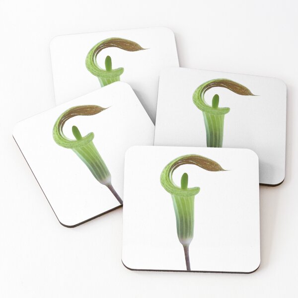 Item preview, Jack-in-the-Pulpit emerging - Botanical  designed and sold by EveryDayDabble.