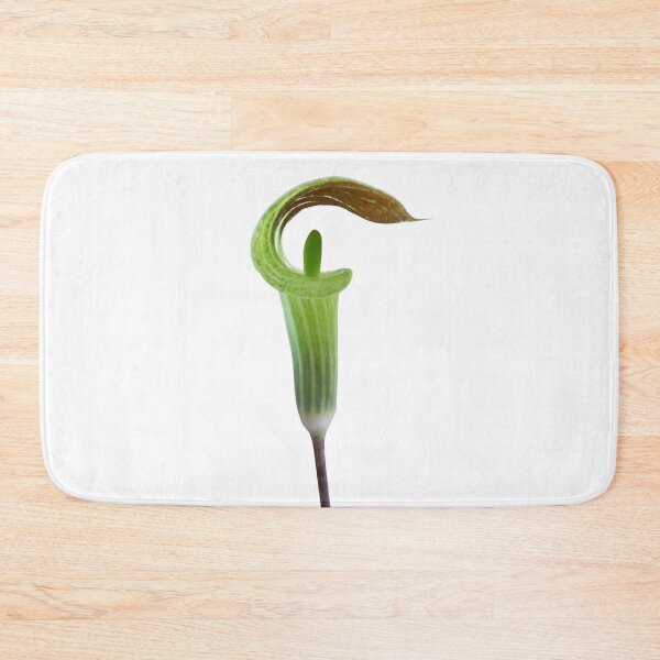 Item preview, Jack-in-the-Pulpit emerging - Botanical  designed and sold by EveryDayDabble.