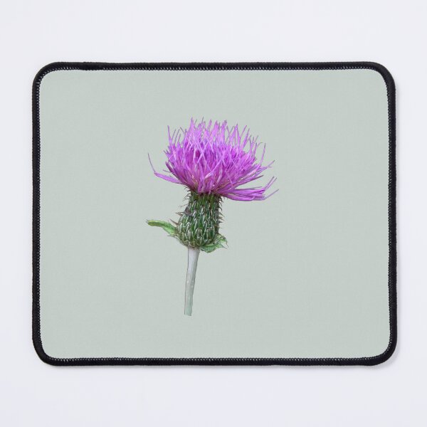 Item preview, Pink Thistle Flower in Bloom - Spikey flower - Native flower, Botanical Flower designed and sold by EveryDayDabble.