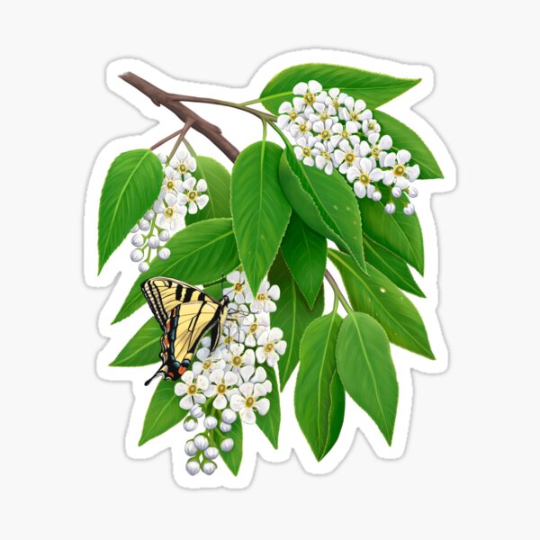 Swallowtail Butterfly on Cherry Blossoms Sticker