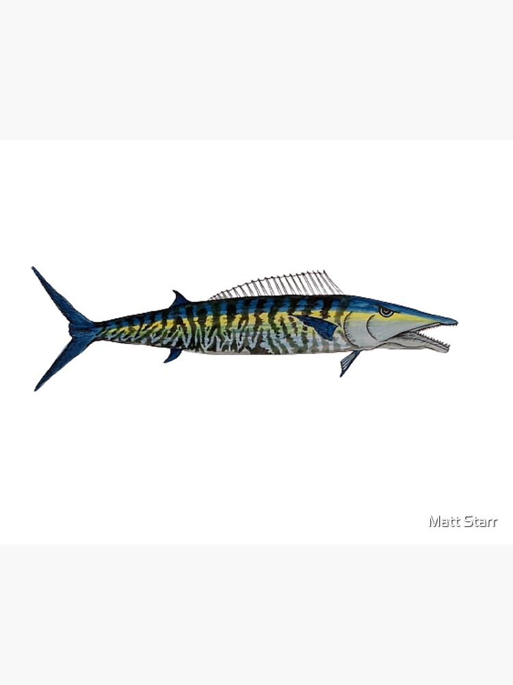 Wahoo sport fish  Sticker for Sale by Matt Starr