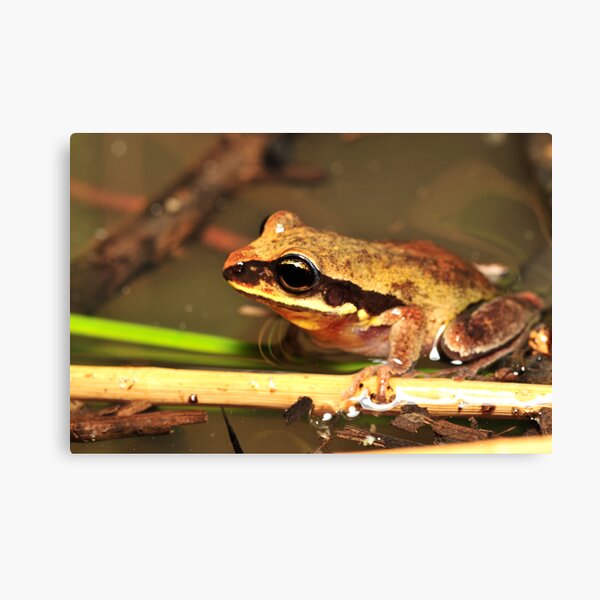 Green-thighed frog - female in water Canvas Print