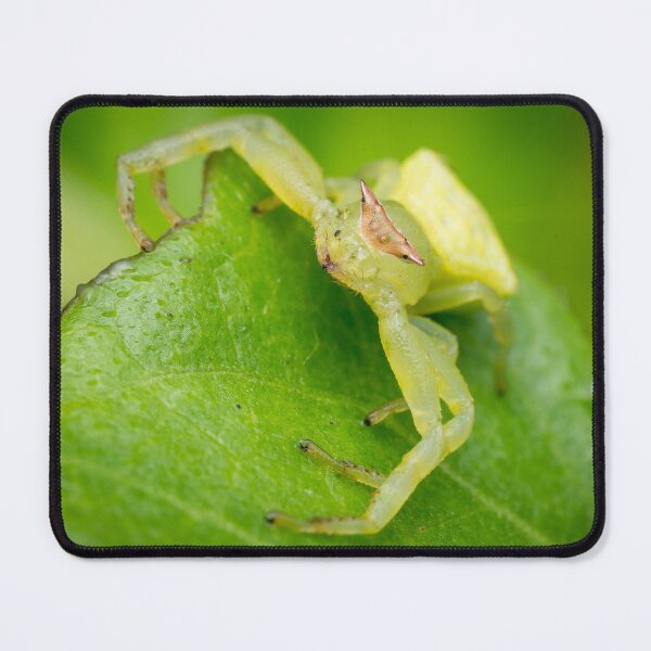 Item preview, A masked crab spider (Thomisidae) waiting for a prey designed and sold by AvonPerception.