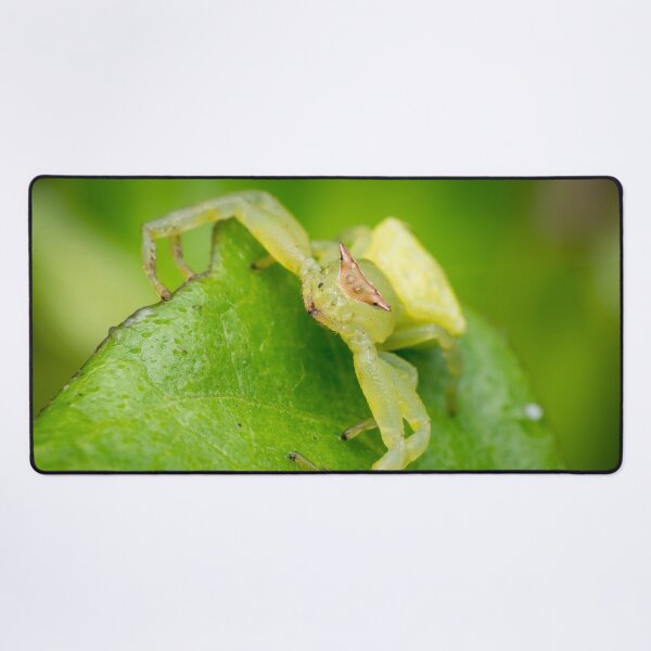 Item preview, A masked crab spider (Thomisidae) waiting for a prey designed and sold by AvonPerception.