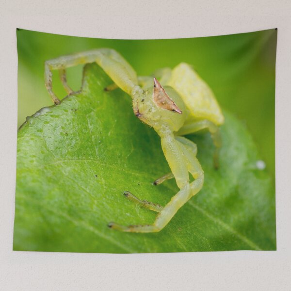 Item preview, A masked crab spider (Thomisidae) waiting for a prey designed and sold by AvonPerception.