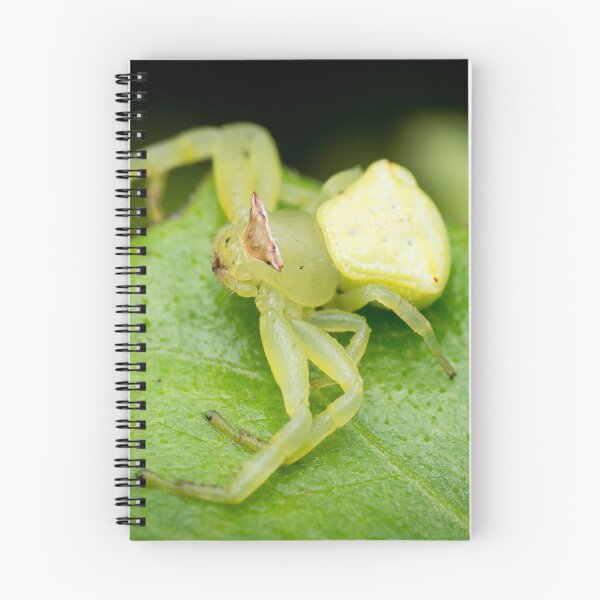 Item preview, Una araña cangrejo enmascarada (Thomisidae) esperando una presa designed and sold by AvonPerception.