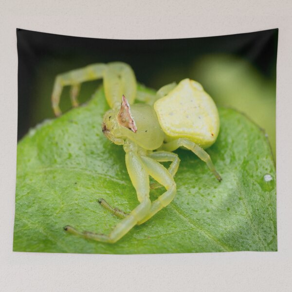 Item preview, A masked crab spider (Thomisidae) waiting for a prey designed and sold by AvonPerception.