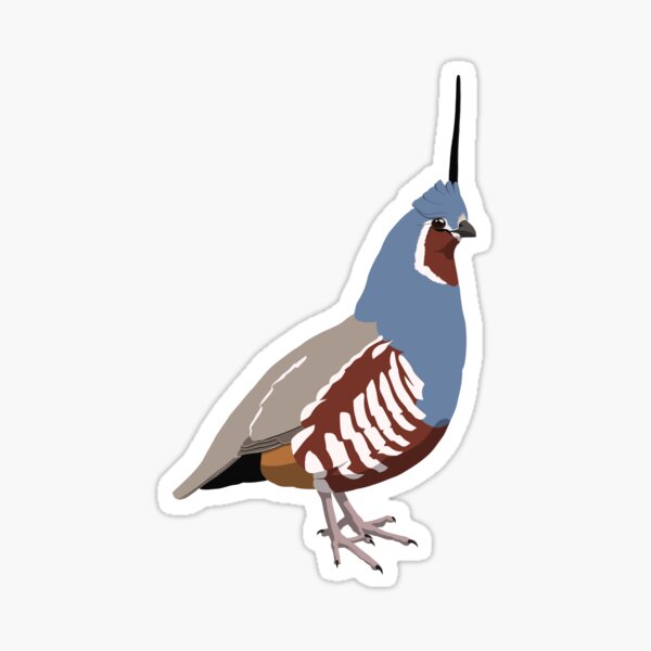 Mountain Quail Sticker