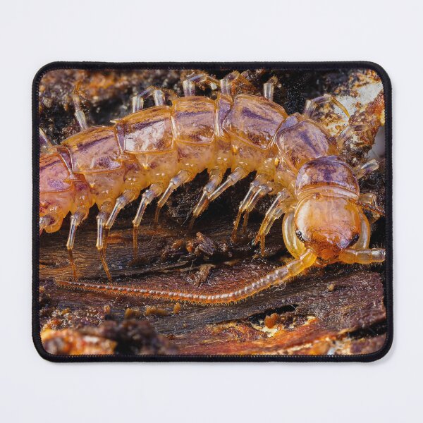 Item preview, Banded Centipede designed and sold by Ryan Dale.