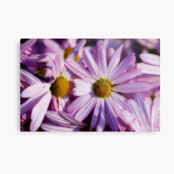 Dew Covered Daisies Metal Print