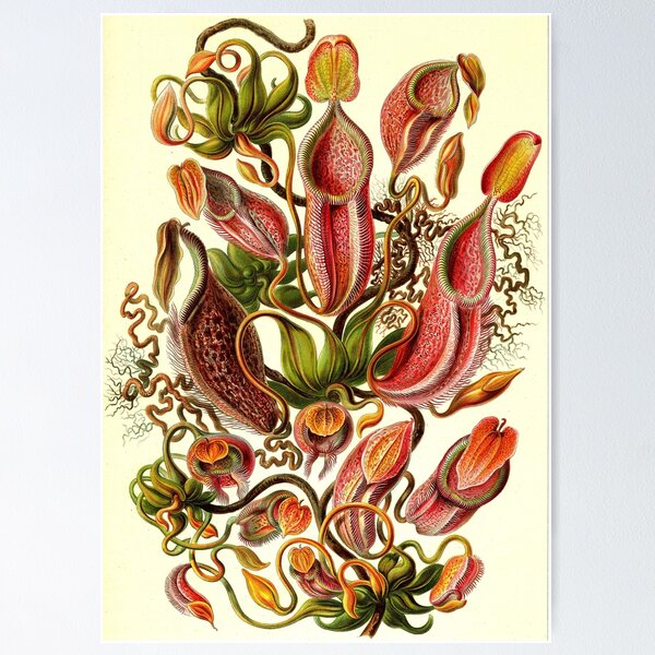 Item preview, Art Forms in Nature designed and sold by portokalis.