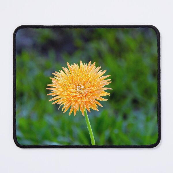 Item preview, Orange African Daisy designed and sold by likbatonboot.