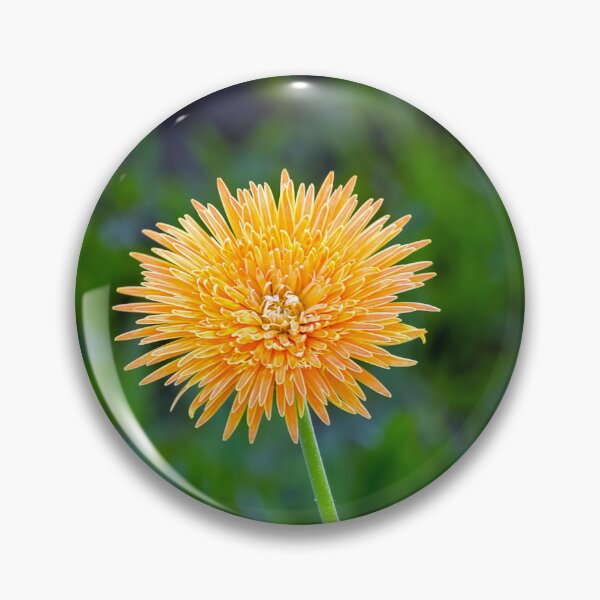 Item preview, Orange African Daisy designed and sold by likbatonboot.
