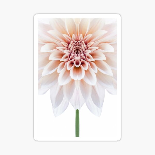 Item preview, Cafe au lait Dahlia Symmetry designed and sold by AlysonFennell.