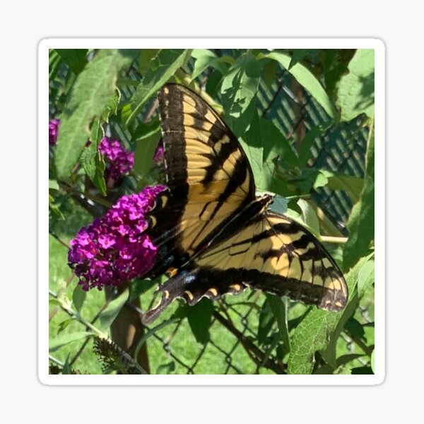 Butterfly Resting on Purple Bush Sticker