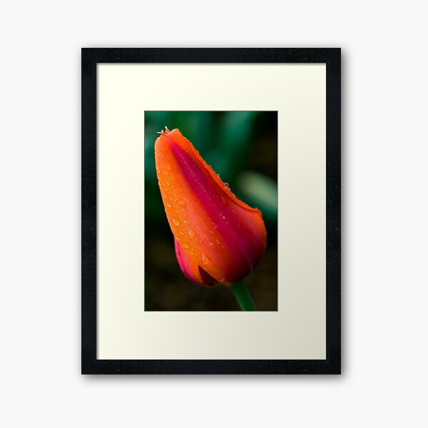 Morning Tulip Framed Art Print