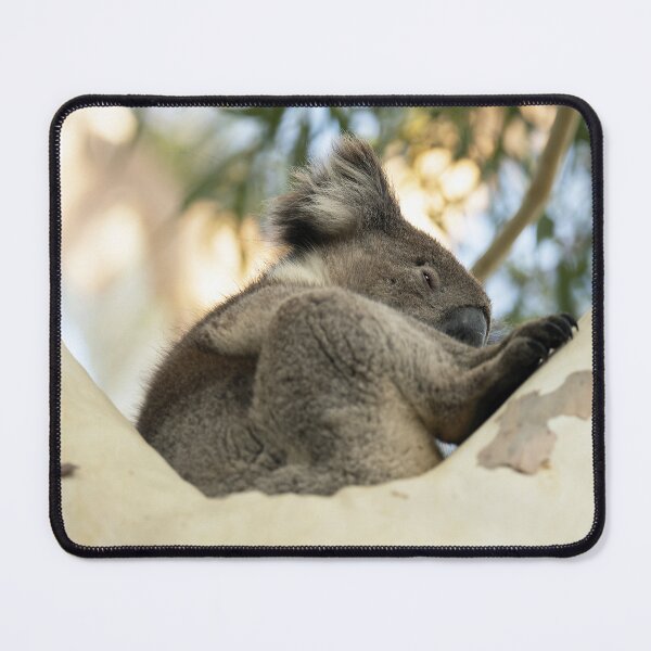 Item preview, Contented Koala Caught Napping designed and sold by imaginethis.